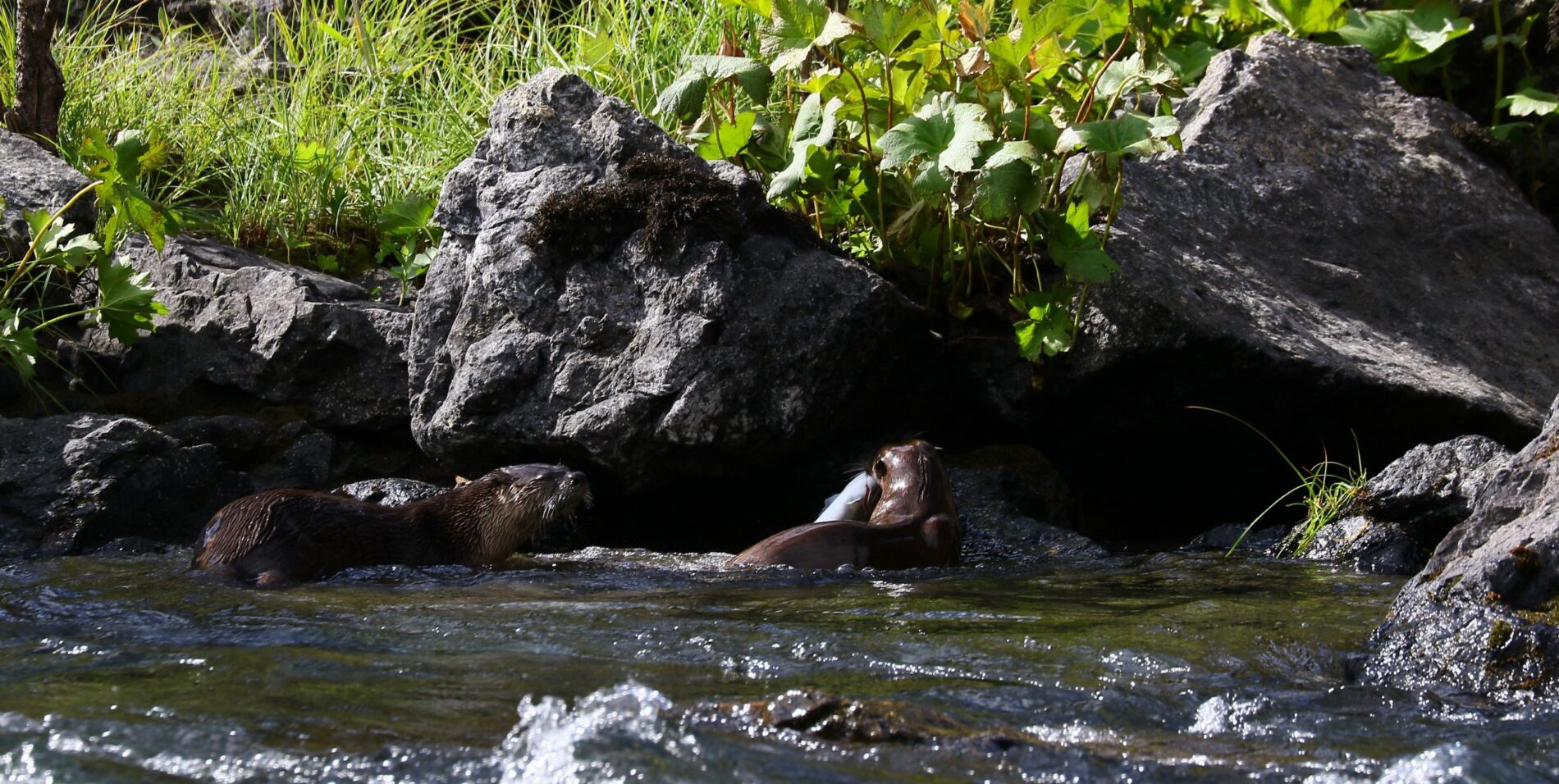 River otters enjoying some fresh fish